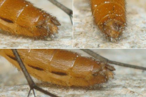 Neoempheria striata